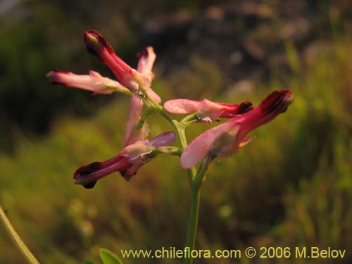 Imágen de Fumaria capreolata (Flor de la culebra). Haga un clic para aumentar parte de imágen.