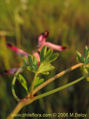 Фотография Fumaria capreolata (Flor de la culebra). Щелкните, чтобы увеличить вырез.