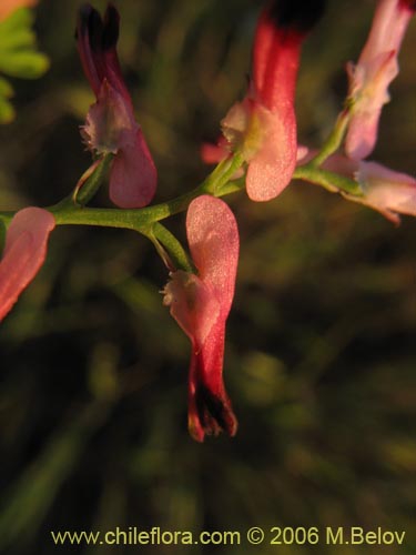 Фотография Fumaria capreolata (Flor de la culebra). Щелкните, чтобы увеличить вырез.