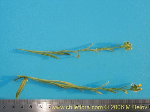 Image of Amsinckia calycina (Ortiguilla / Hierba rocilla). Click to enlarge parts of image.