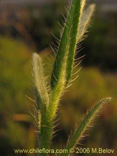 Image of Amsinckia calycina (Ortiguilla / Hierba rocilla). Click to enlarge parts of image.