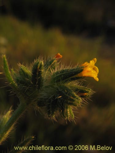 Bild von Amsinckia calycina (Ortiguilla / Hierba rocilla). Klicken Sie, um den Ausschnitt zu vergrössern.