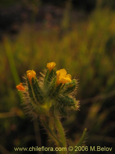 Image of Amsinckia calycina (Ortiguilla / Hierba rocilla). Click to enlarge parts of image.