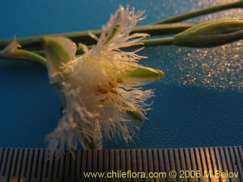 Фотография Trichopetalum plumosum (Flor de la plumilla). Щелкните, чтобы увеличить вырез.
