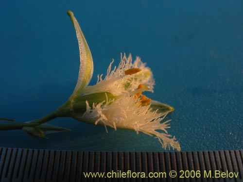 Im�gen de Trichopetalum plumosum (Flor de la plumilla). Haga un clic para aumentar parte de im�gen.