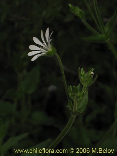 Bild von Stellaria chilensis (quilloiquilloi). Klicken Sie, um den Ausschnitt zu vergrössern.