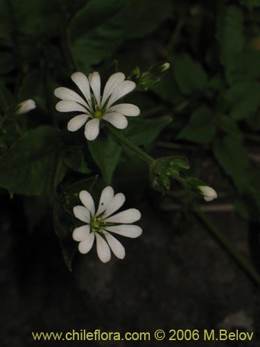 Imágen de Stellaria chilensis (quilloiquilloi). Haga un clic para aumentar parte de imágen.