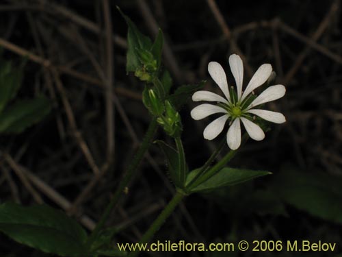 Imágen de Stellaria chilensis (quilloiquilloi). Haga un clic para aumentar parte de imágen.