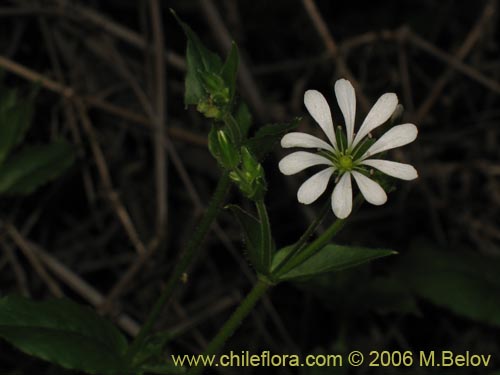 Bild von Stellaria chilensis (quilloiquilloi). Klicken Sie, um den Ausschnitt zu vergrössern.