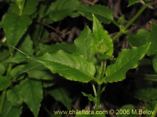 Stellaria chilensisの写真