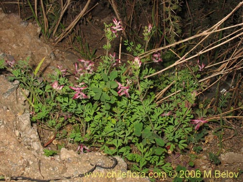Bild von Fumaria capreolata (Flor de la culebra). Klicken Sie, um den Ausschnitt zu vergrössern.