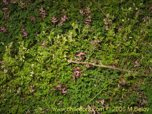 Фотография Fumaria capreolata (Flor de la culebra). Щелкните, чтобы увеличить вырез.