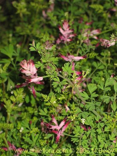 Фотография Fumaria capreolata (Flor de la culebra). Щелкните, чтобы увеличить вырез.