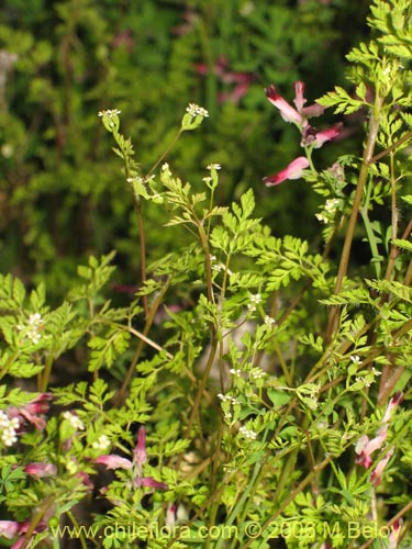 Фотография Fumaria capreolata (Flor de la culebra). Щелкните, чтобы увеличить вырез.