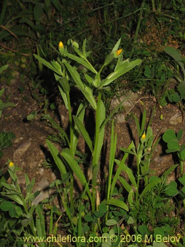 Image of Unidentified Plant sp. #2373 (). Click to enlarge parts of image.