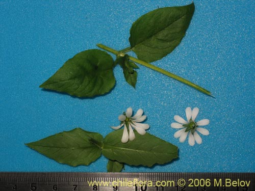 Фотография Stellaria chilensis (quilloiquilloi). Щелкните, чтобы увеличить вырез.