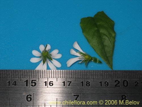 Фотография Stellaria chilensis (quilloiquilloi). Щелкните, чтобы увеличить вырез.