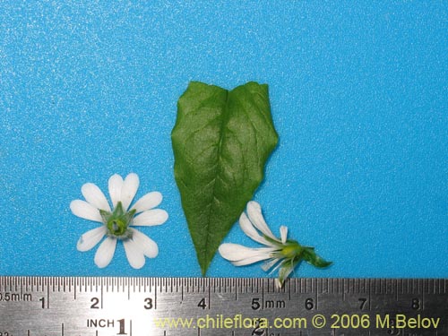 Imágen de Stellaria chilensis (quilloiquilloi). Haga un clic para aumentar parte de imágen.