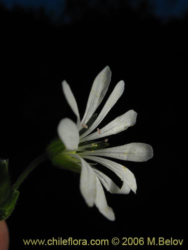 Фотография Stellaria chilensis (quilloiquilloi). Щелкните, чтобы увеличить вырез.