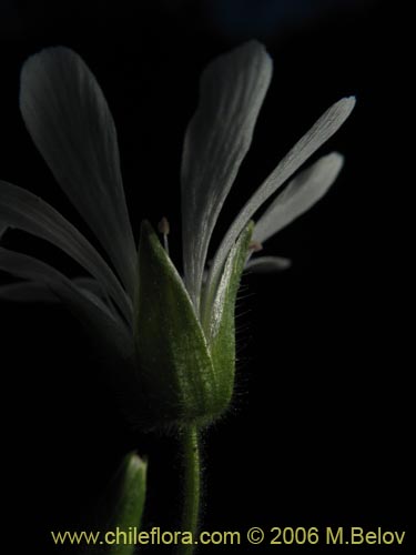 Imágen de Stellaria chilensis (quilloiquilloi). Haga un clic para aumentar parte de imágen.