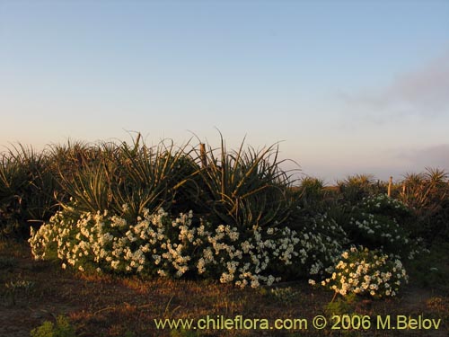 Imágen de Bahia ambrosoides (Chamiza blanca / Manzanilla cimarrona). Haga un clic para aumentar parte de imágen.