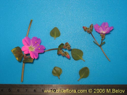 Image of Mirabilis prostrata (). Click to enlarge parts of image.