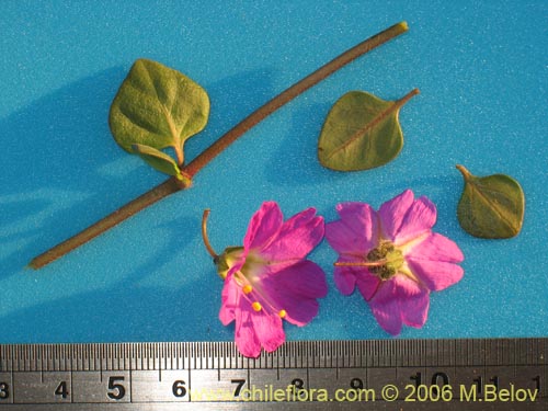 Image of Mirabilis prostrata (). Click to enlarge parts of image.