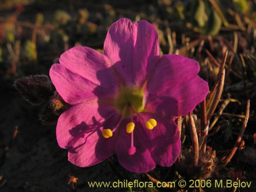 Image of Mirabilis prostrata (). Click to enlarge parts of image.