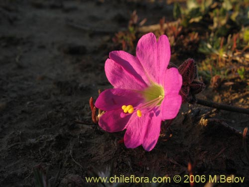 Фотография Mirabilis prostrata (). Щелкните, чтобы увеличить вырез.