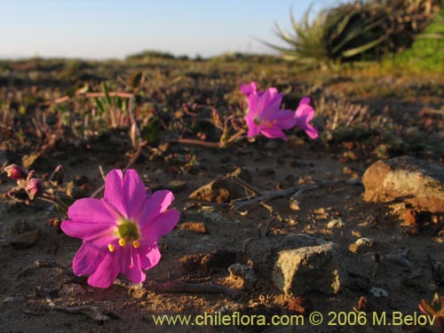 Фотография Mirabilis prostrata (). Щелкните, чтобы увеличить вырез.