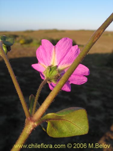 Фотография Mirabilis prostrata (). Щелкните, чтобы увеличить вырез.