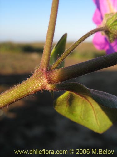 Фотография Mirabilis prostrata (). Щелкните, чтобы увеличить вырез.