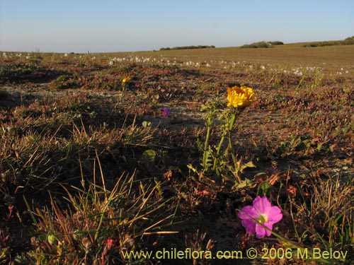 Image of Mirabilis prostrata (). Click to enlarge parts of image.