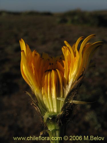 Imágen de Asteraceae sp. #1850 (). Haga un clic para aumentar parte de imágen.