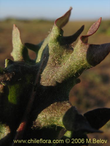 Imágen de Asteraceae sp. #1850 (). Haga un clic para aumentar parte de imágen.