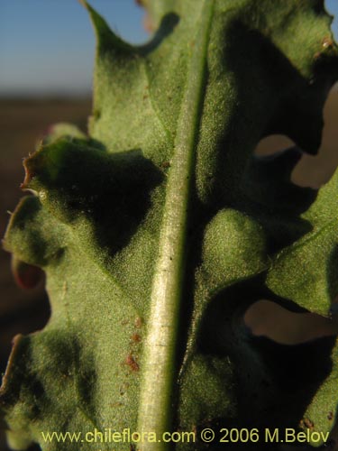 Imágen de Asteraceae sp. #1850 (). Haga un clic para aumentar parte de imágen.