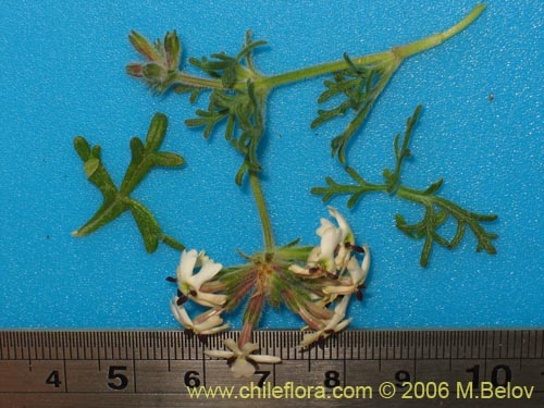 Image of Verbena sulphurea (Verbena amarilla). Click to enlarge parts of image.