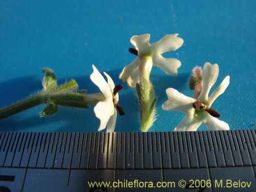 Image of Verbena sulphurea (Verbena amarilla). Click to enlarge parts of image.