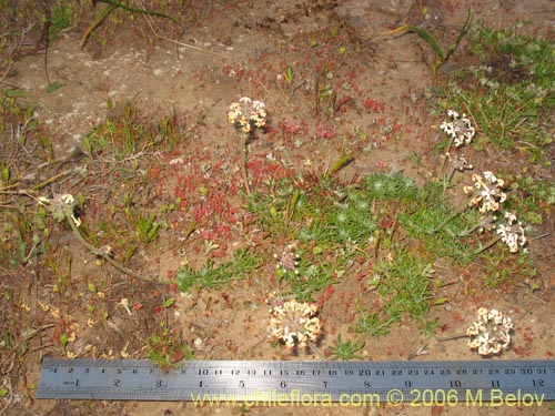 Image of Verbena sulphurea (Verbena amarilla). Click to enlarge parts of image.