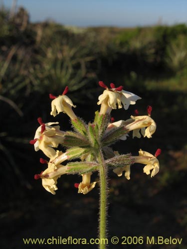 Image of Verbena sulphurea (Verbena amarilla). Click to enlarge parts of image.