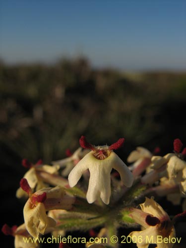 Фотография Verbena sulphurea (Verbena amarilla). Щелкните, чтобы увеличить вырез.