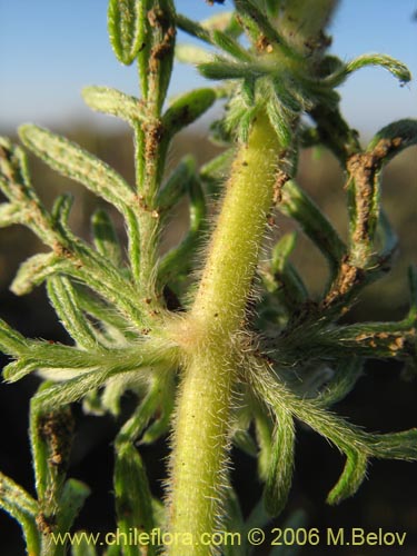 Bild von Verbena sulphurea (Verbena amarilla). Klicken Sie, um den Ausschnitt zu vergrössern.