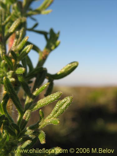 Фотография Verbena sulphurea (Verbena amarilla). Щелкните, чтобы увеличить вырез.