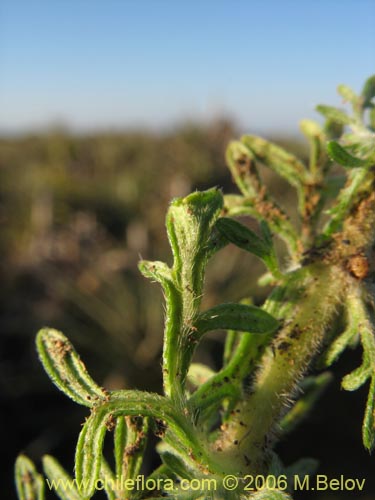 Image of Verbena sulphurea (Verbena amarilla). Click to enlarge parts of image.