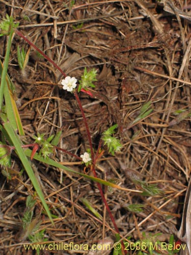 Фотография Chorizanthe frankenioides (). Щелкните, чтобы увеличить вырез.