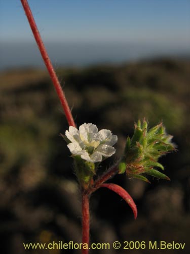 Chorizanthe frankenioides의 사진