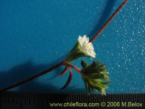 Image of Chorizanthe frankenioides (). Click to enlarge parts of image.