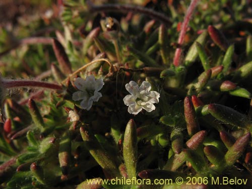 Фотография Chorizanthe frankenioides (). Щелкните, чтобы увеличить вырез.