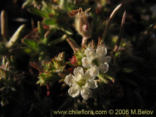 Фотография Chorizanthe frankenioides (). Щелкните, чтобы увеличить вырез.