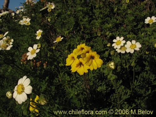 Imágen de Tropaeolum hookerianum var. hookerianum (). Haga un clic para aumentar parte de imágen.